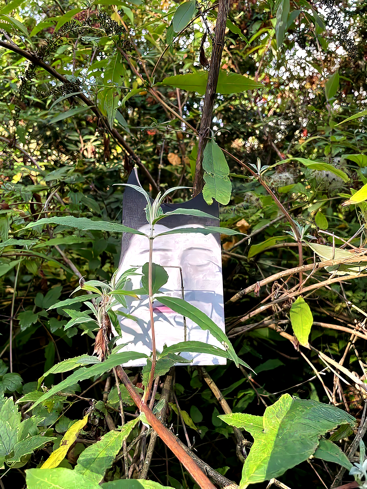 aquabubz solo show online