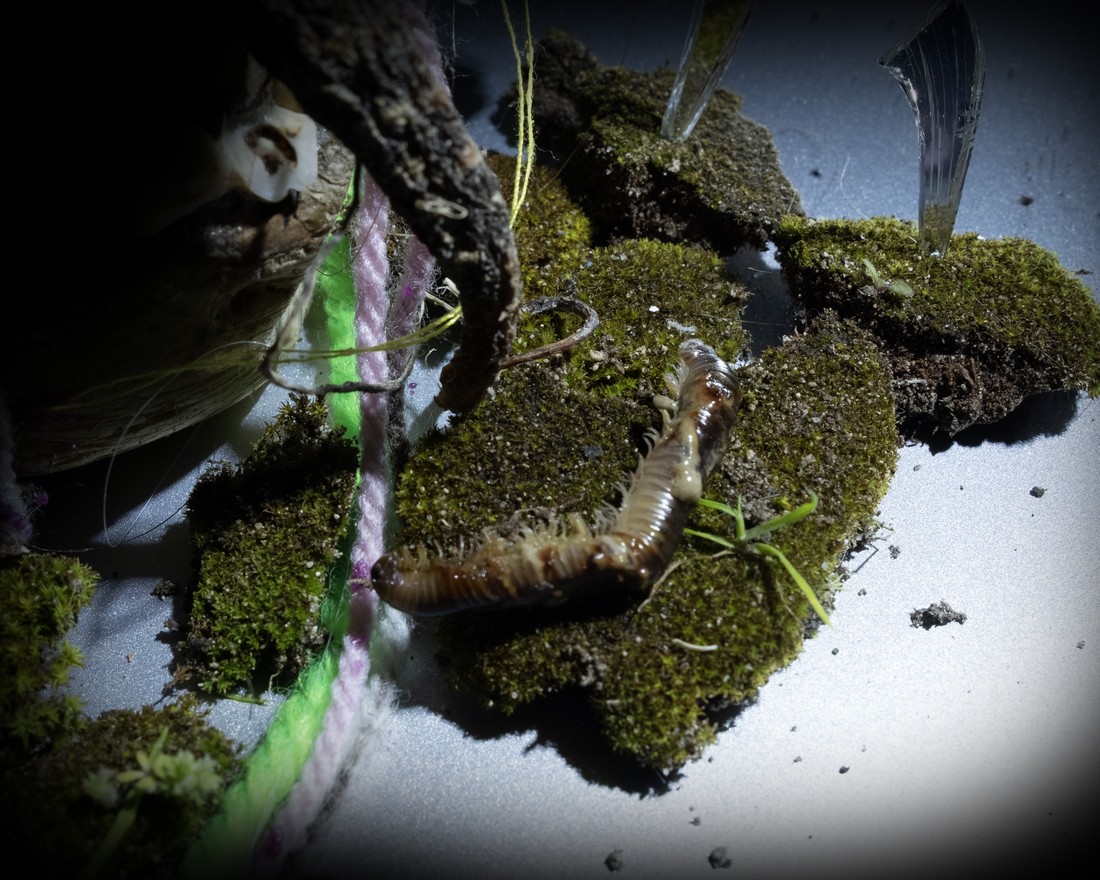 exhibition by artist carla and giorgia at solo show online