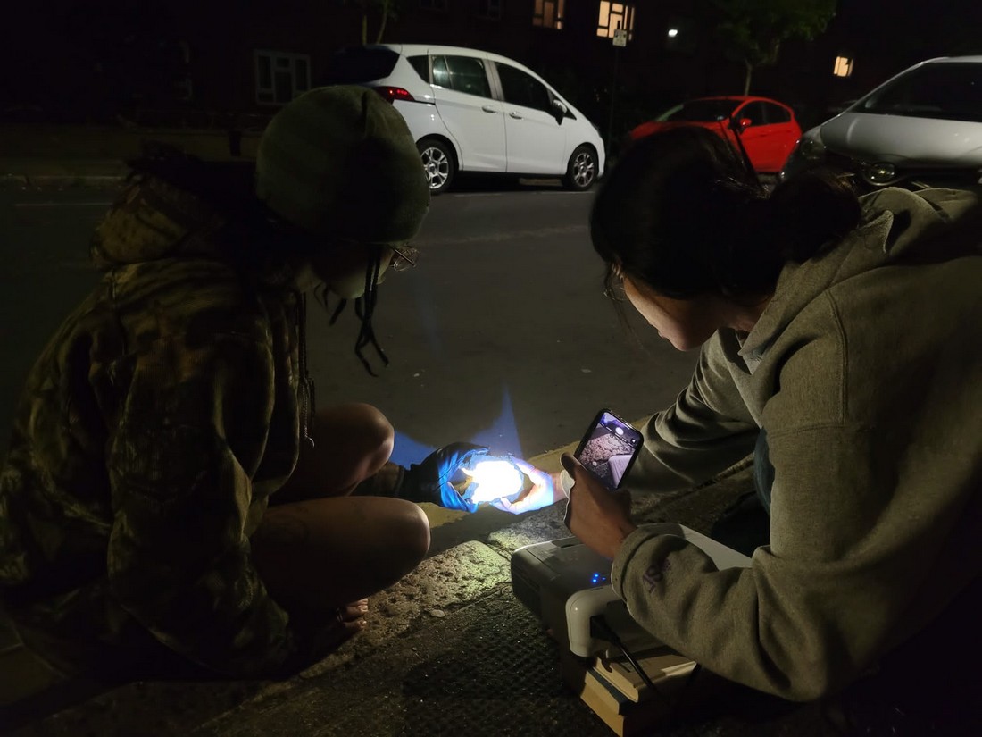 exhibition by artist ivy and giorgia at solo show online