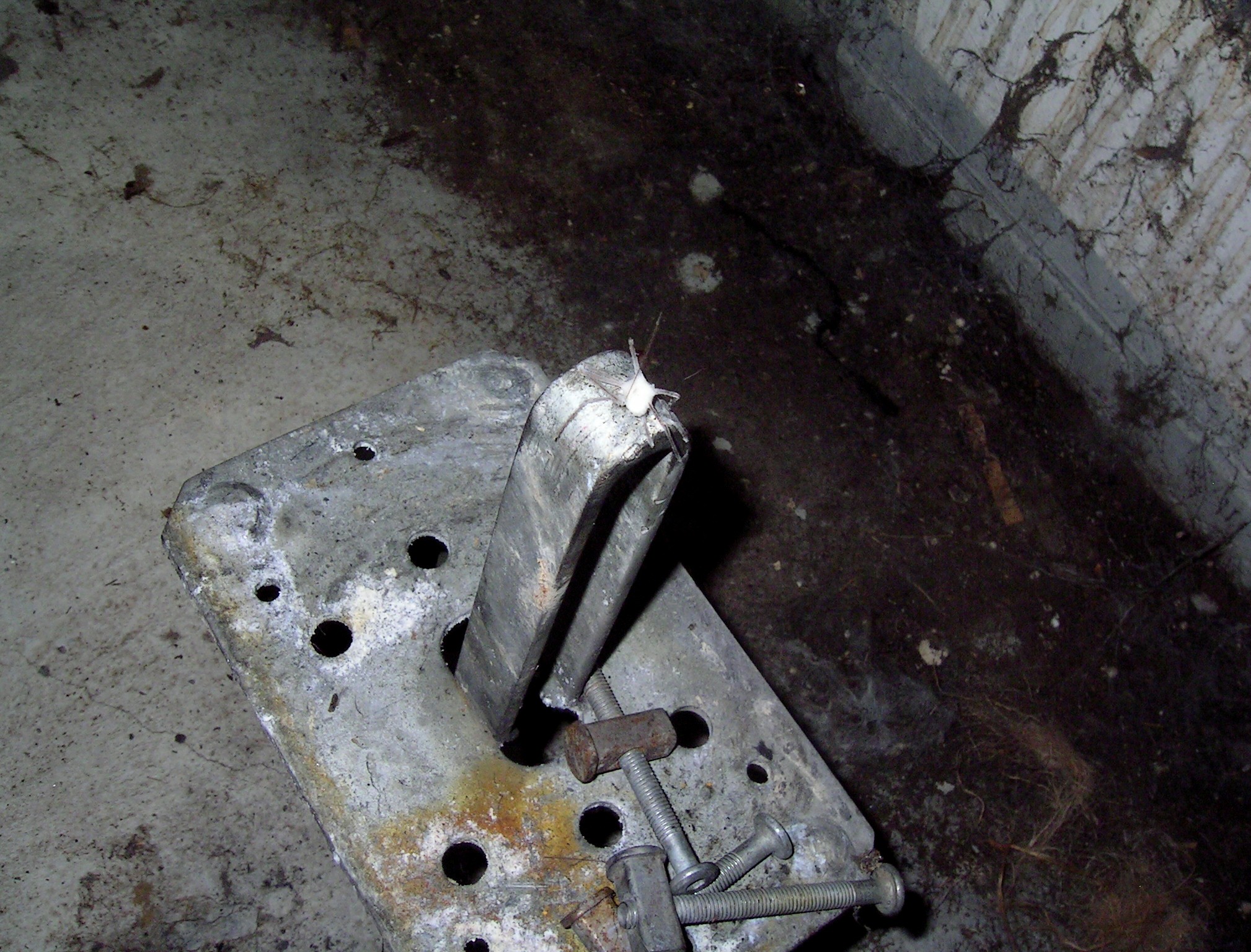 exhibition by artist aemonnia at solo show online