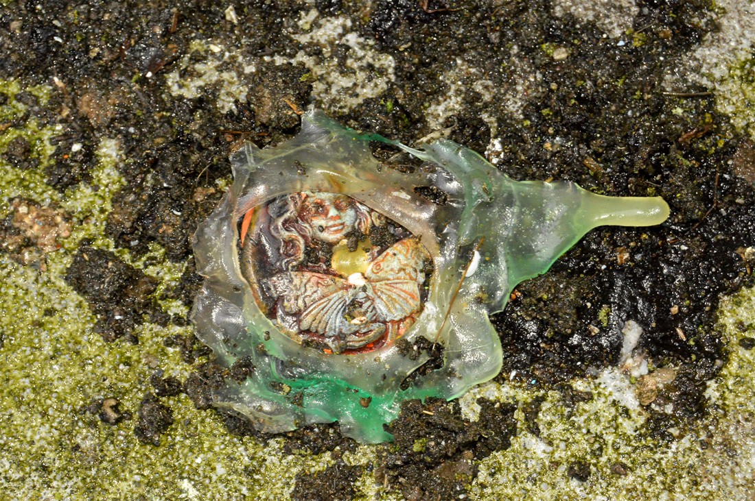 exhibition by artist alex de roeck at solo show online