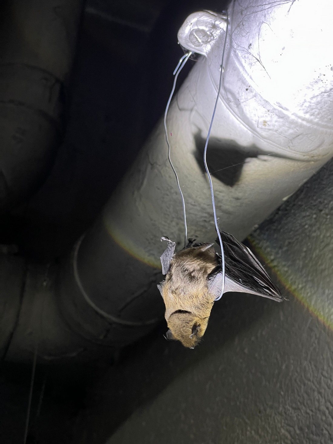 exhibition by artist maxime buono (well___born) at solo show online