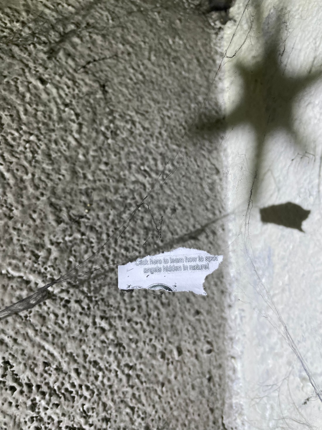 exhibition by artist maxime buono (well___born) at solo show online