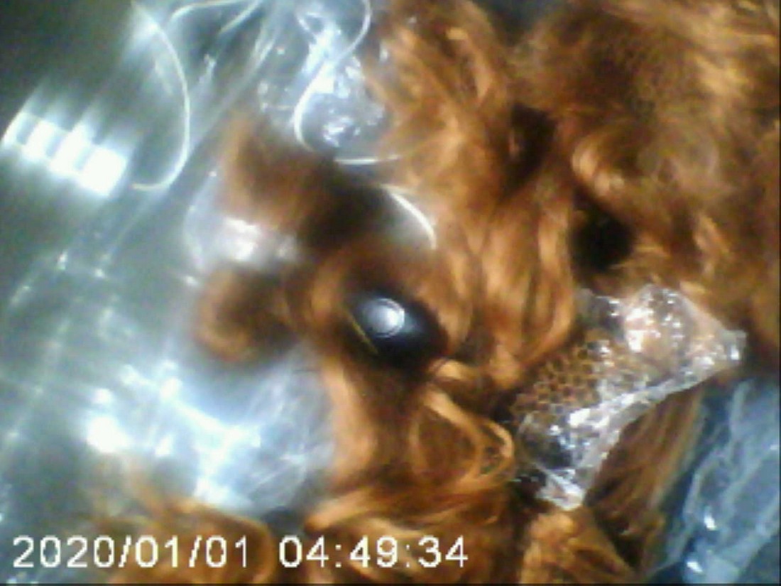 exhibition potluck vienna at solo show online