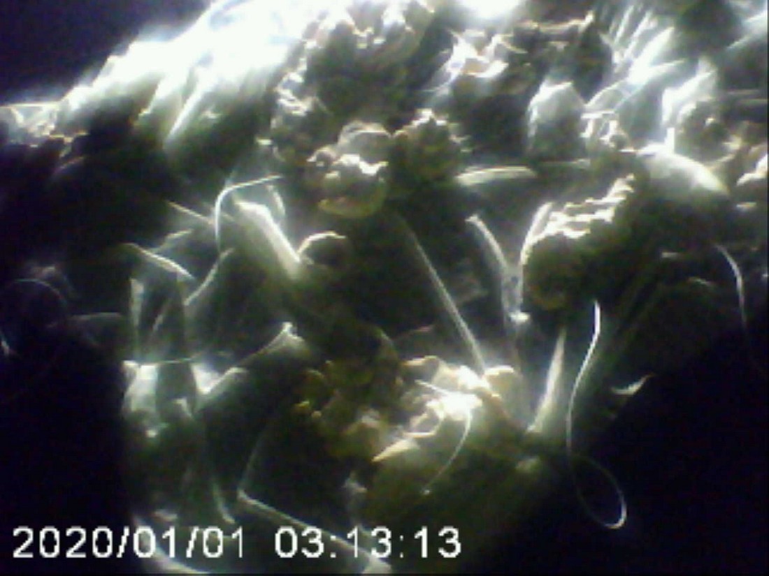 exhibition potluck vienna at solo show online