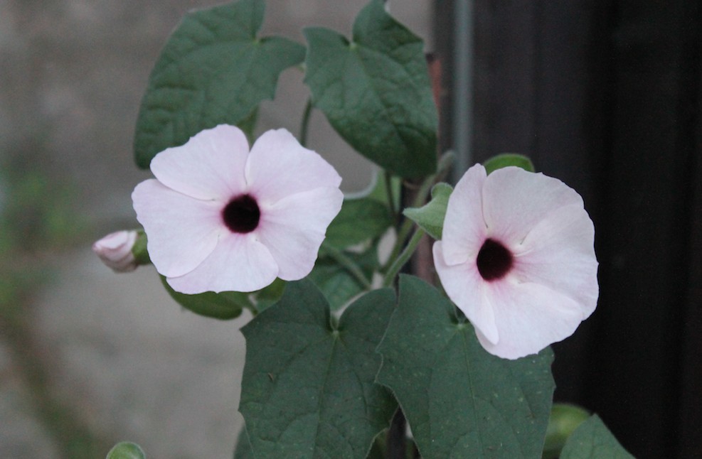 datura curated by torre alain at light harvesting complex